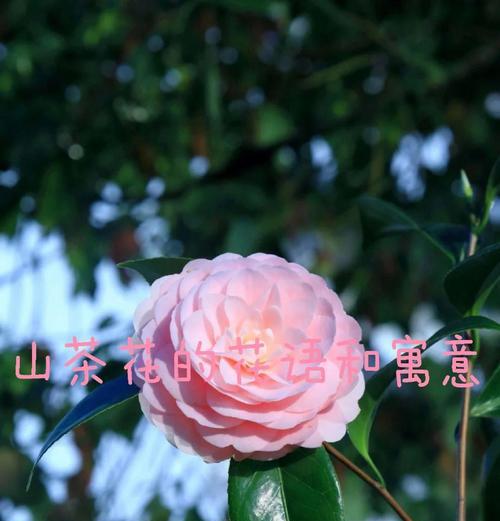 粉色茶花的花语是什么？粉色茶花在送礼时代表什么？