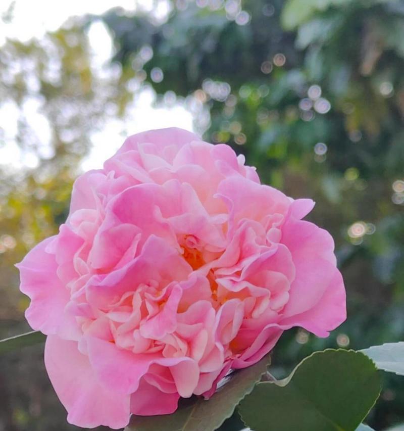 粉色茶花的花语是什么？粉色茶花在送礼时代表什么？