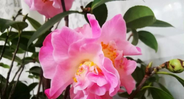 粉色茶花的花语是什么？粉色茶花在送礼时代表什么？