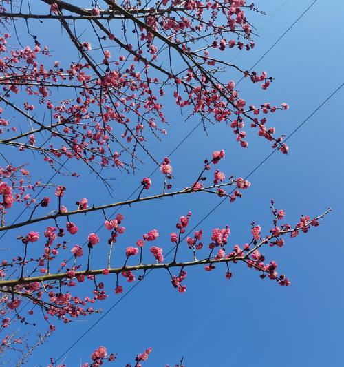 百花树木的花语有哪些？如何通过百花树木传递情感？