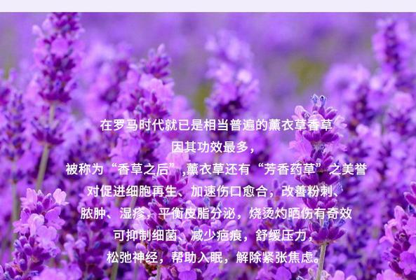 熏衣草的花语具体是什么？