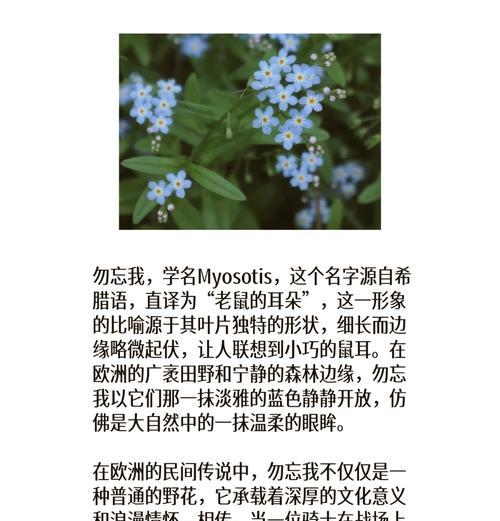 拥有美好回忆的花语是什么？它象征着什么？