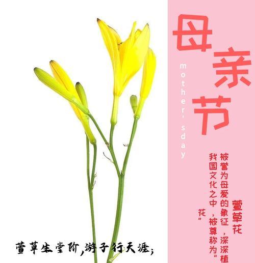 送花给老师有何深意？花语和寓意如何传达？