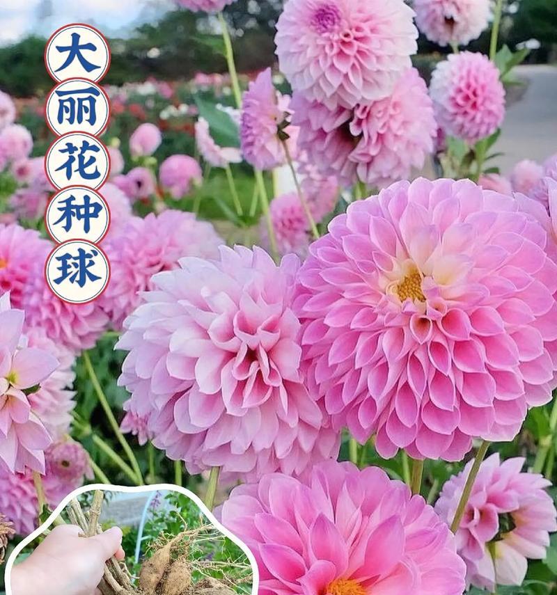 哪种花的花语象征凄凉的爱？它在情感表达中如何使用？