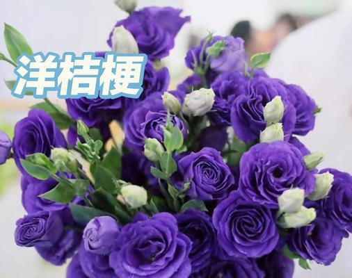 桔梗花作为礼物的花语是什么？送给男生桔梗花有何特别含义？