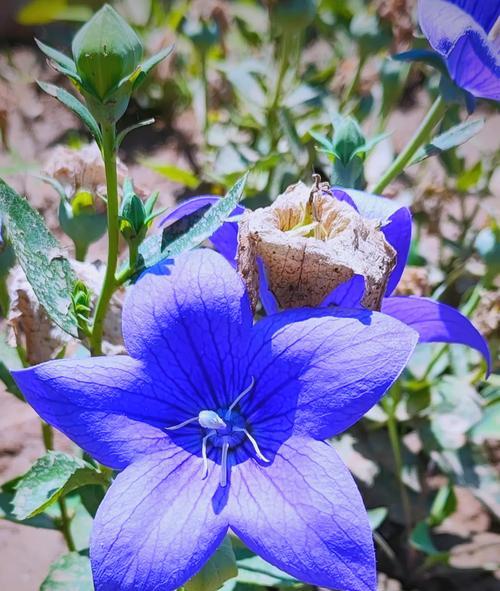 桔梗花作为礼物的花语是什么？送给男生桔梗花有何特别含义？