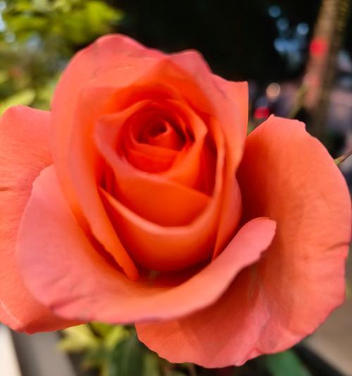玫瑰花语中的深明大义如何理解？代表了什么情感？