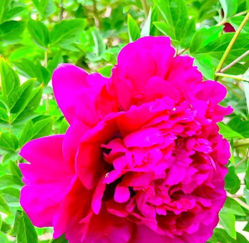 牡丹花代表什么？它的花语有何特别之处？