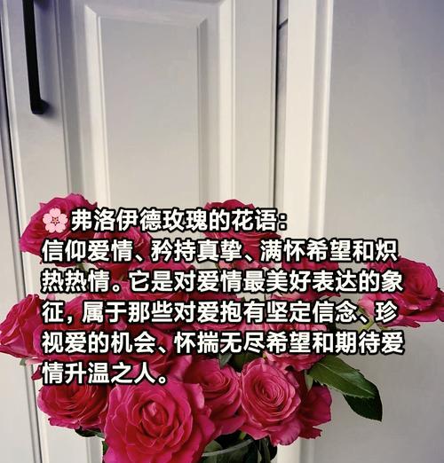佛洛伊德玫瑰的花语有何深意？