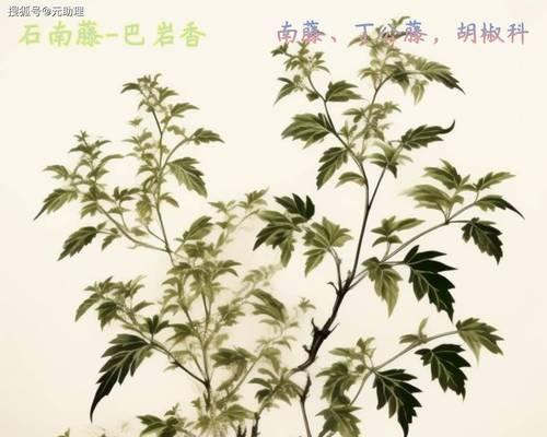 花藤的花语和寓意是什么？如何用花藤表达情感？