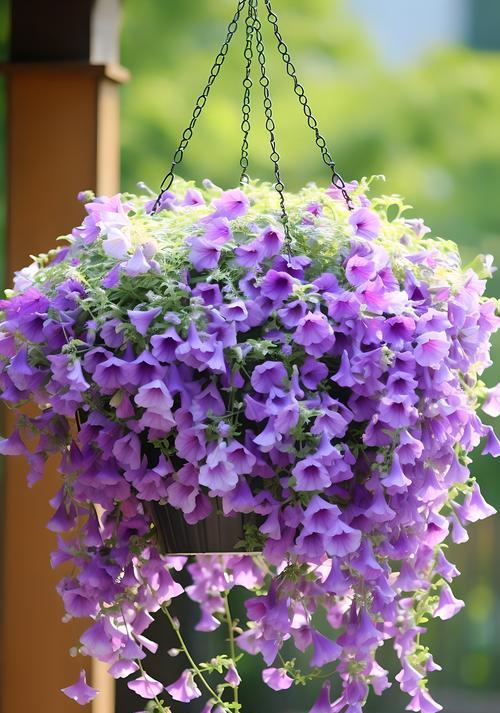 表达“我想见你”的花语是什么花？它象征着什么？