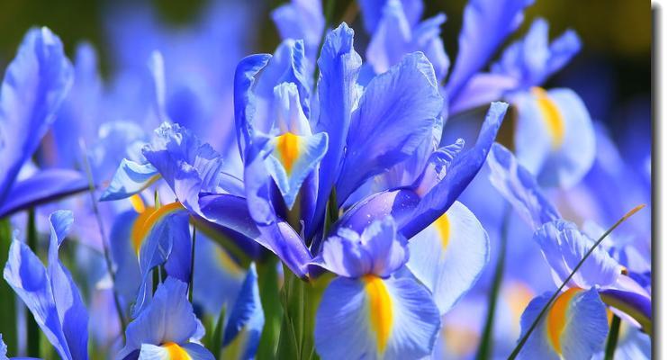 表达“我想见你”的花语是什么花？它象征着什么？