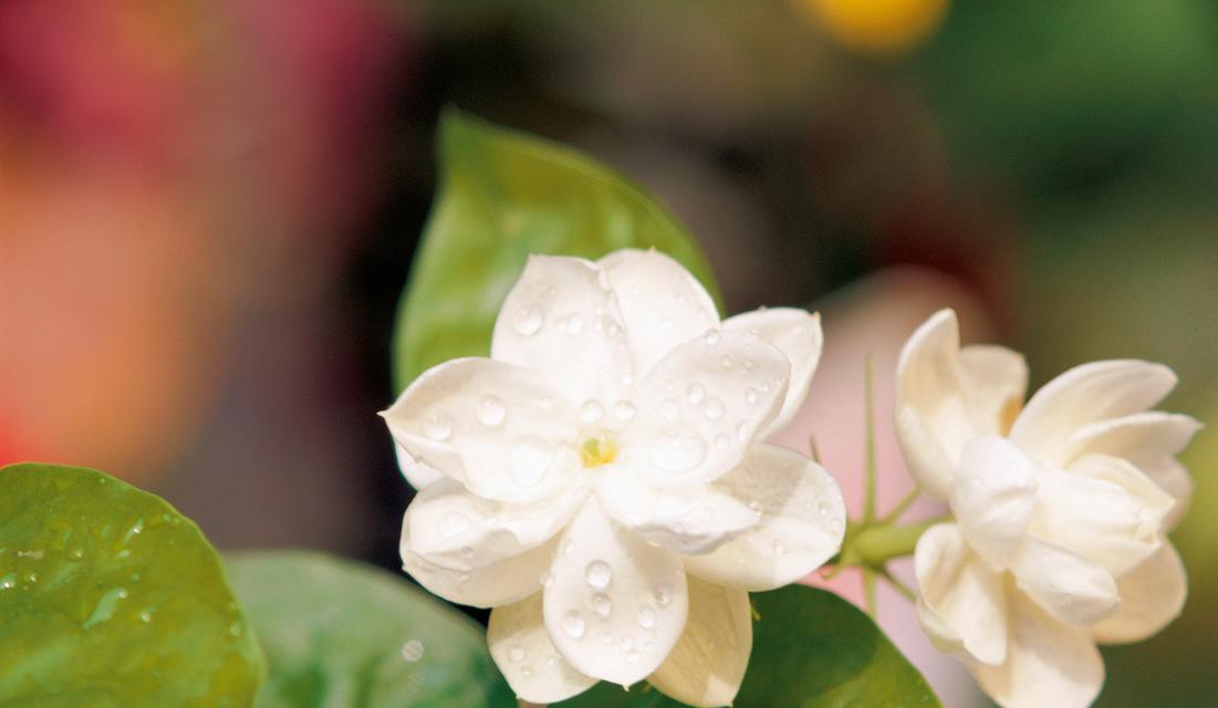 表达“我想见你”的花语是什么花？它象征着什么？