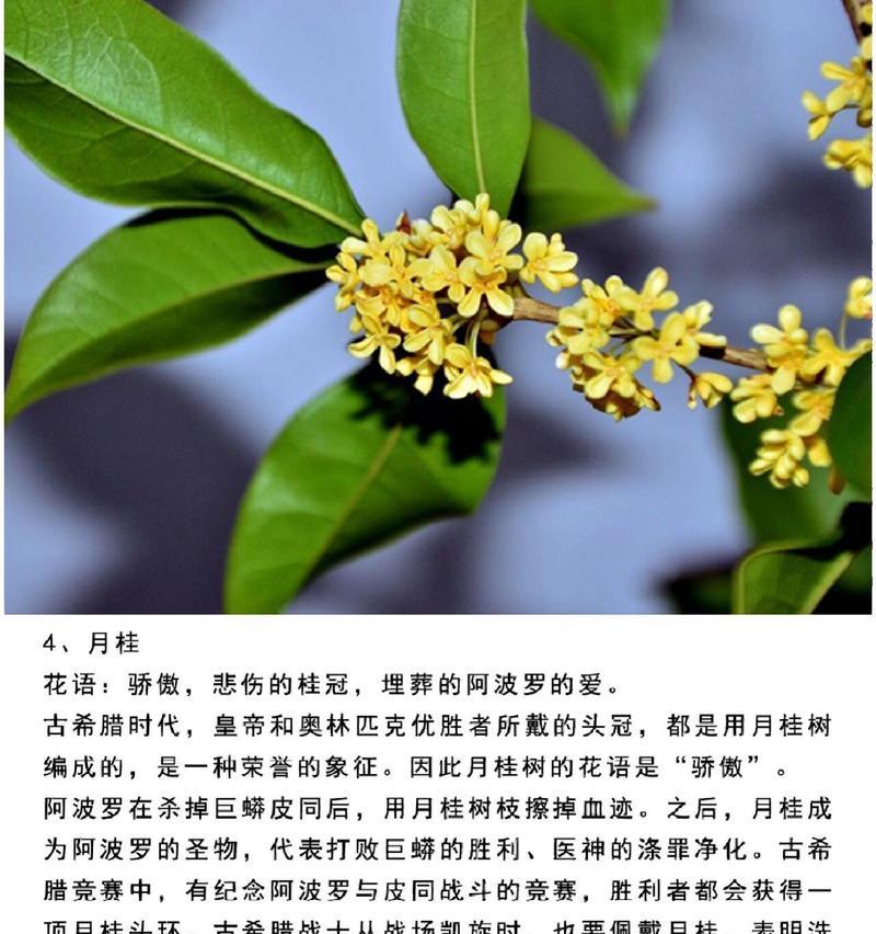 送人月桂的花语是什么？月桂树在赠送时代表了什么？
