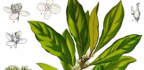 送人月桂的花语是什么？月桂树在赠送时代表了什么？