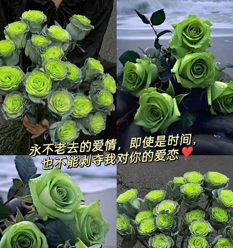 艾特宝宝的花语有何深意？它适合什么样的场合？