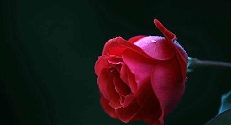 赔礼时送给女生什么玫瑰花好？哪种玫瑰花代表歉意？