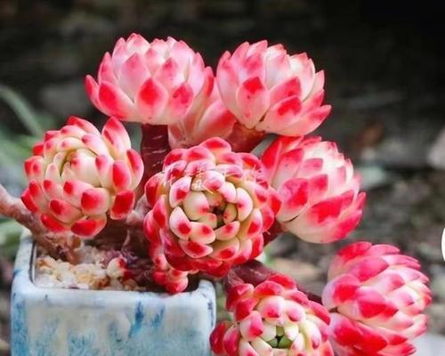 多肉香豆代表什么？它的花语有哪些含义？