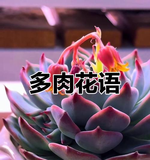 多肉香豆代表什么？它的花语有哪些含义？