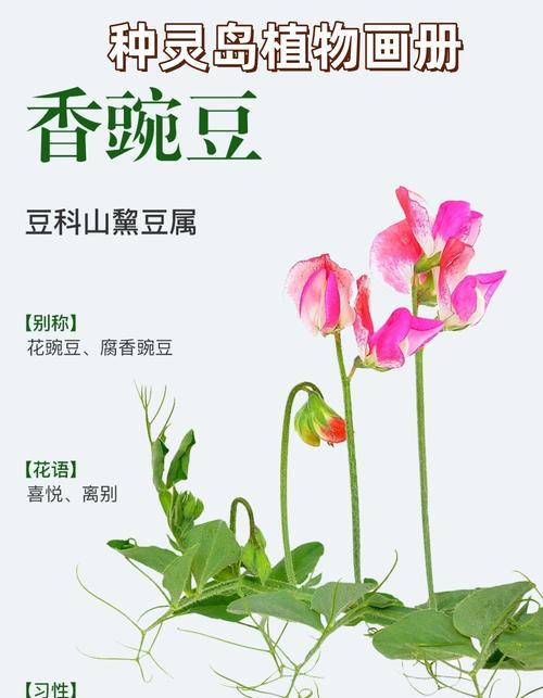 多肉香豆代表什么？它的花语有哪些含义？