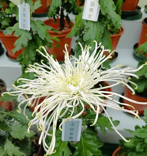 兰花与菊花共同代表了什么？