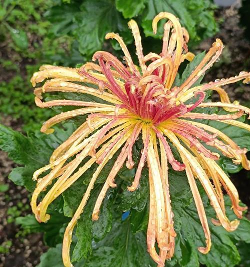 兰花与菊花共同代表了什么？