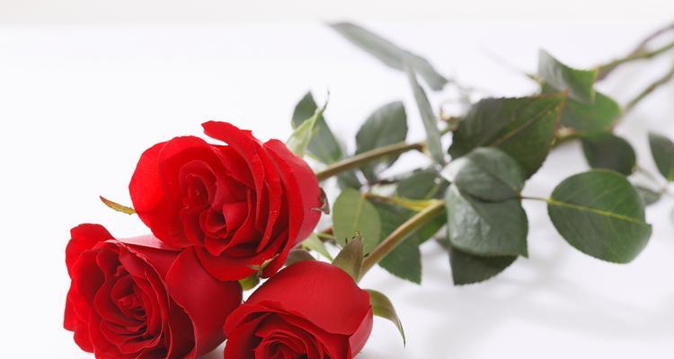 玫瑰的闺蜜花语和寓意是什么？