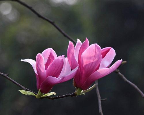 网友送的花通常有什么花语？它代表了什么？