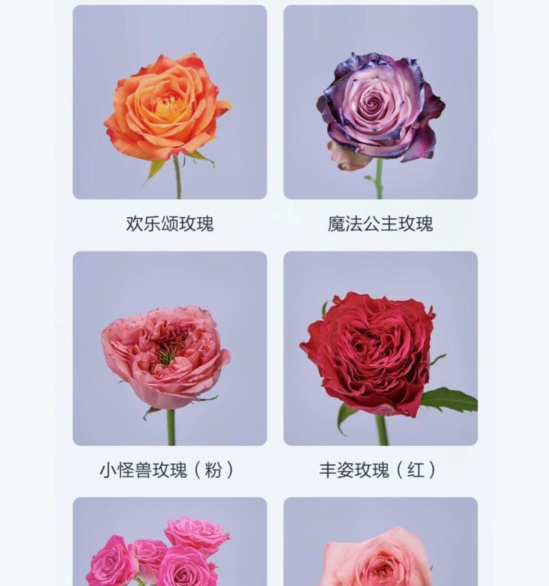 苞头玫瑰的花语和寓意有哪些？