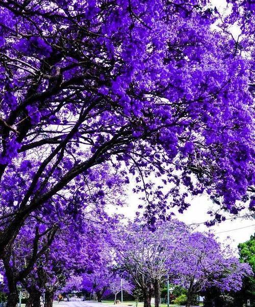 淡蓝之梦的花语是什么含义？淡蓝色花朵在花语中代表什么？