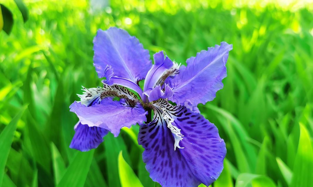 淡蓝之梦的花语是什么含义？淡蓝色花朵在花语中代表什么？