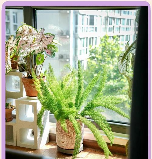 照顾一年的花语有何含义？