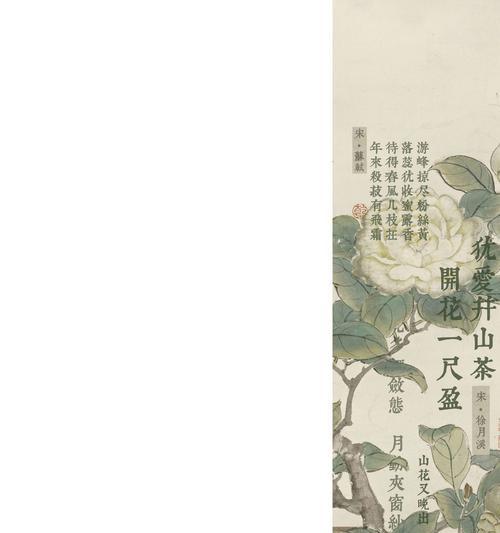 照顾一年的花语有何含义？