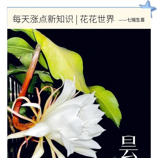 照顾一年的花语有何含义？