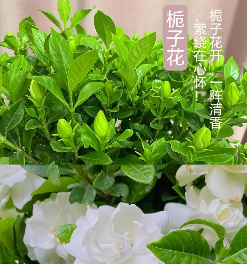 栀子花花语象征寓意是什么？栀子花在情感上代表了什么？