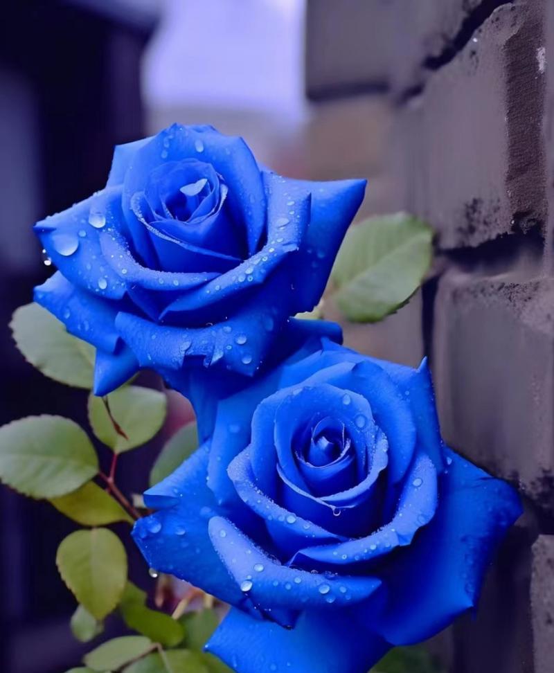 粉蓝玫瑰代表什么？花语有何特别之处？