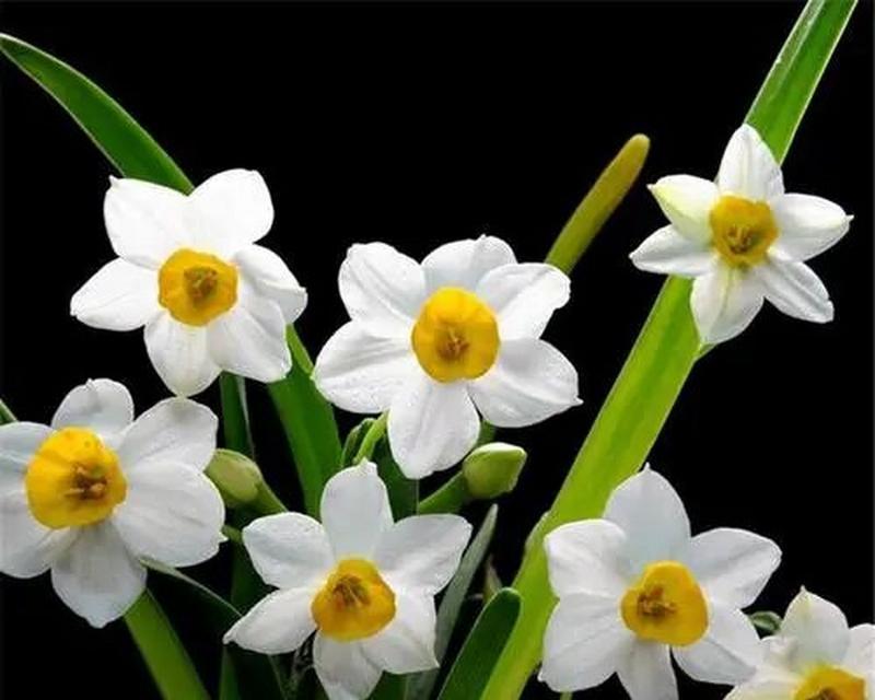 美好时光水仙的花语是什么？它象征着什么？