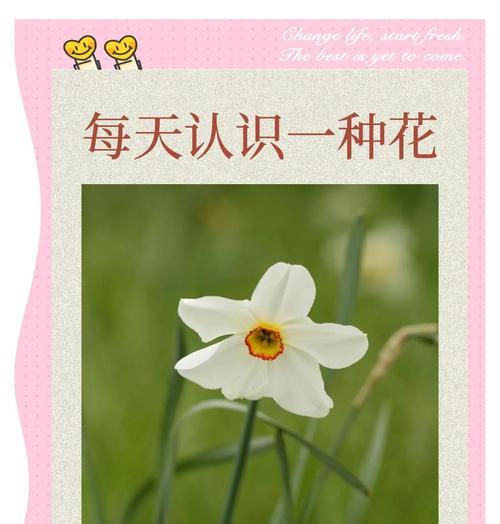 美好时光水仙的花语是什么？它象征着什么？