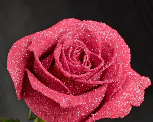 五朵玫瑰花的花语是什么？