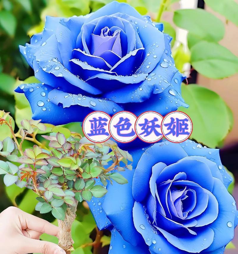 妖姬的花语和寓意是什么？哪种花代表妖姬？