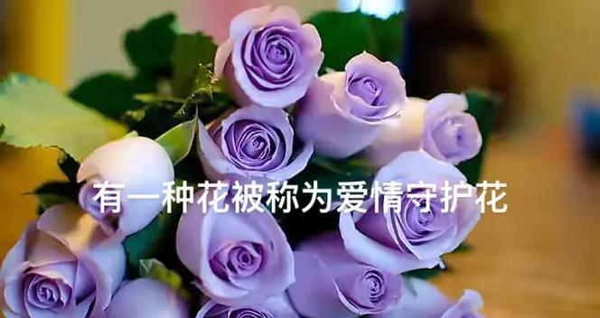 玫瑰花的花语通常表达什么？