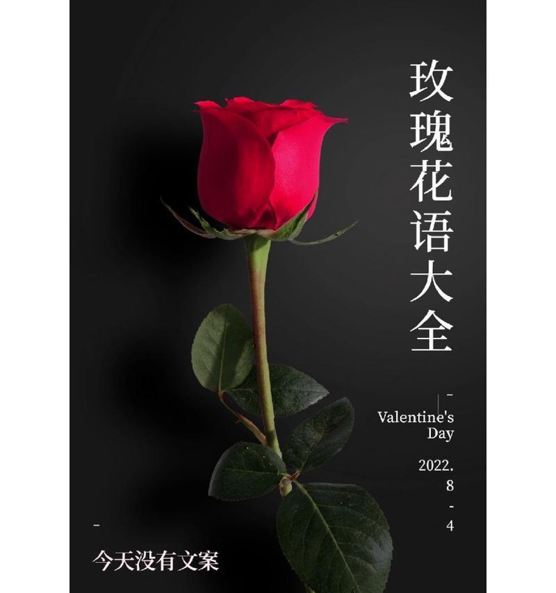 玫瑰花的花语通常表达什么？