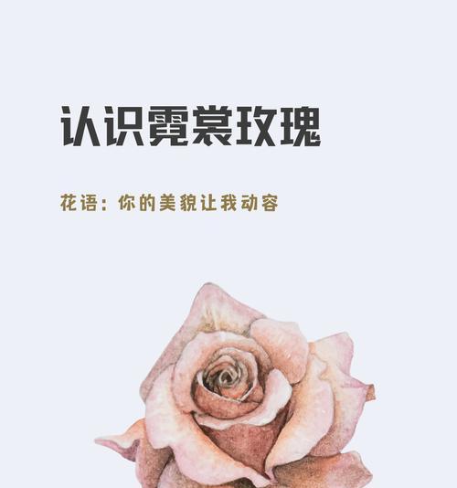 玫瑰花的花语通常表达什么？