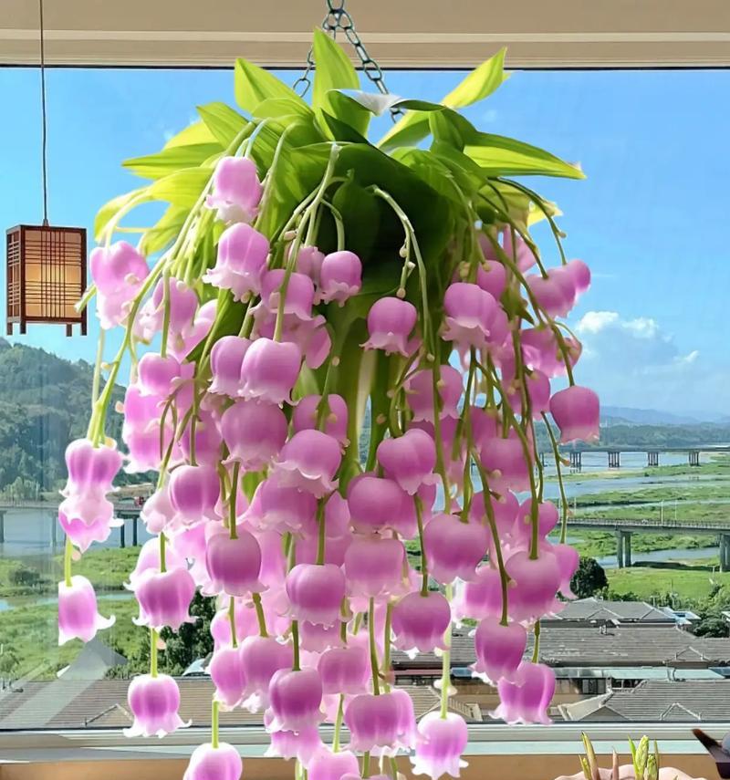 雅倩广告的花语有何含义？雅倩广告的花语是什么？