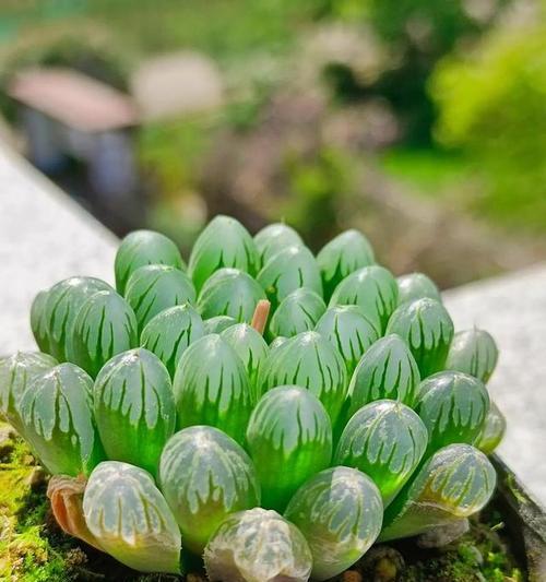 多肉植物的花语有哪些？多肉植物的寓意是什么？