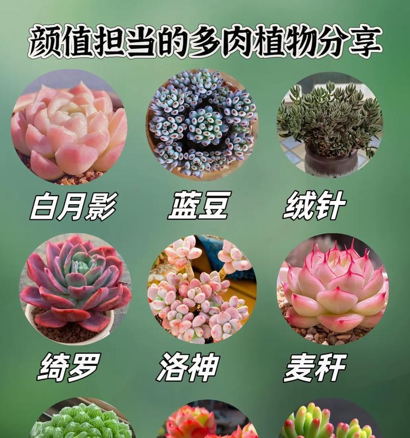 多肉植物的花语有哪些？多肉植物的寓意是什么？