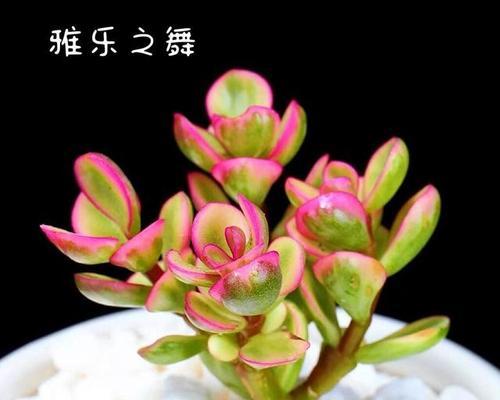 多肉植物的花语有哪些？多肉植物的寓意是什么？