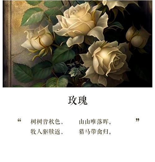 玫瑰花的反面花语有何含义？了解玫瑰花语的另一面。