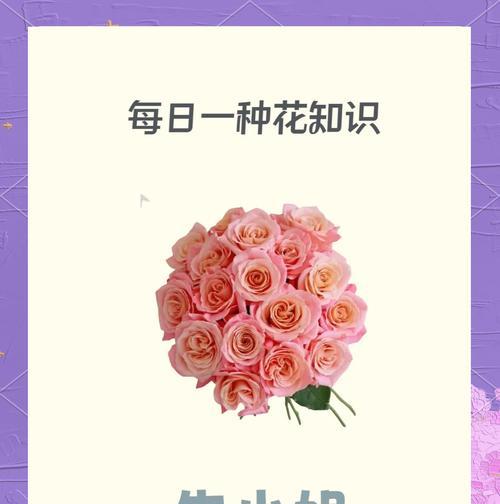 水中粉色玫瑰的花语有何含义？