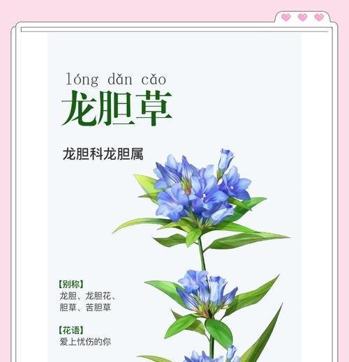 龙胆花象征与寓意有何特别？